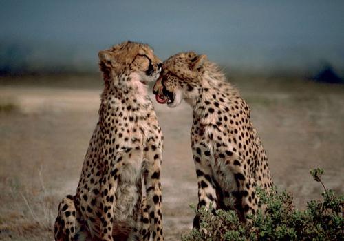two cheetahs together
